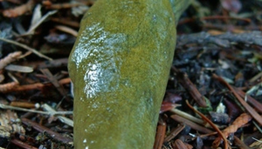 Slugs can devour young plants. Slugs can devour young plants.