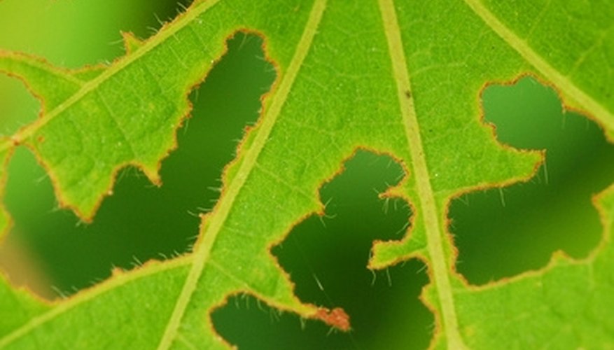 Tomato hornworms feed on leaves and stems. Tomato hornworms feed on leaves and stems.