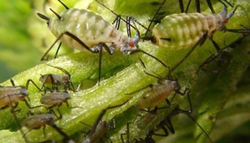 Praying mantises, ladybugs and lacewings help battle aphids. Praying mantises, ladybugs and lacewings help battle aphids.