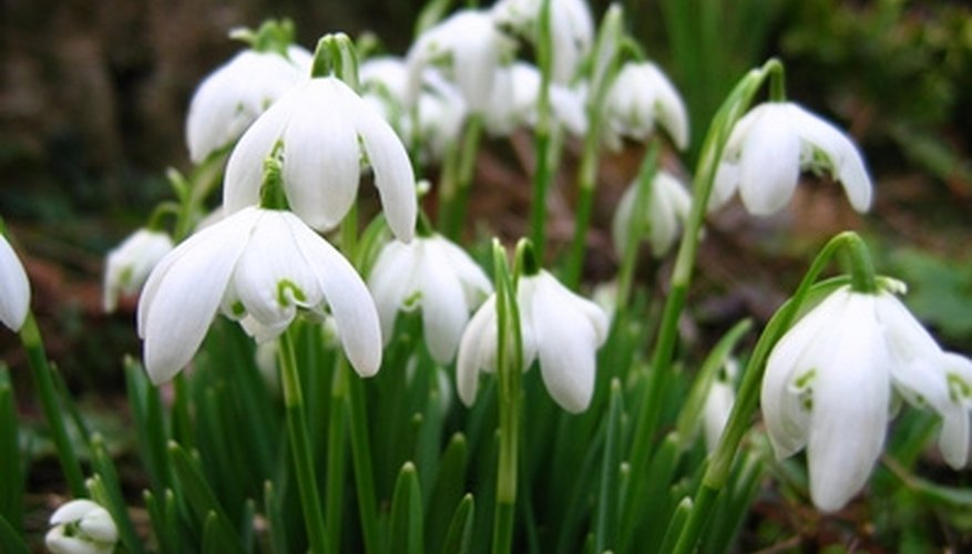 Snowdrops adapt well to Northwest climates. Snowdrops adapt well to Northwest climates.