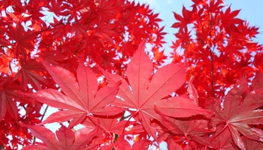 A red hue is a primary characteristic of many Japanese maple cultivars. A red hue is a primary characteristic of many Japanese maple cultivars.