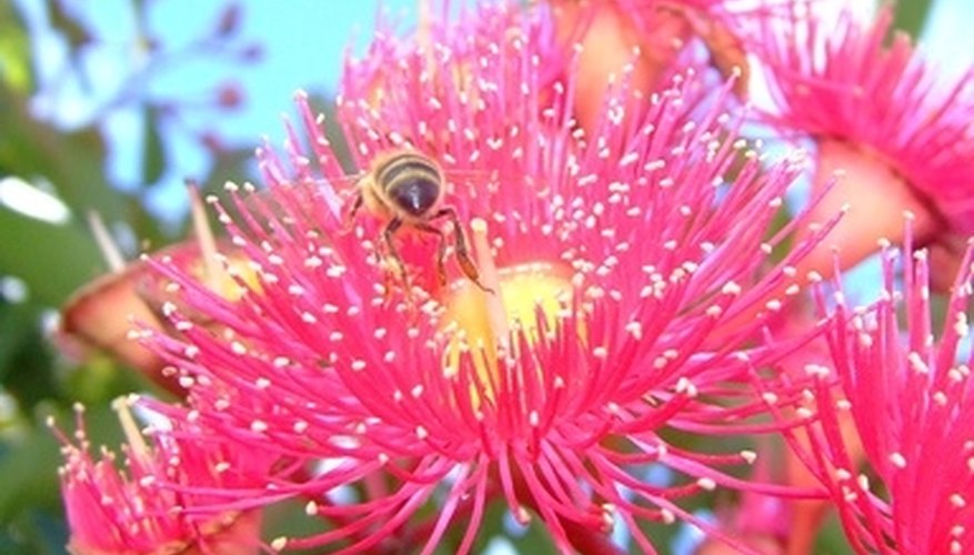 Eucalyptus has showy flowers. Eucalyptus has showy flowers.