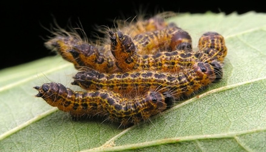 Caterpillars on the trees can be controlled with a soap spray. Caterpillars on the trees can be controlled with a soap spray.