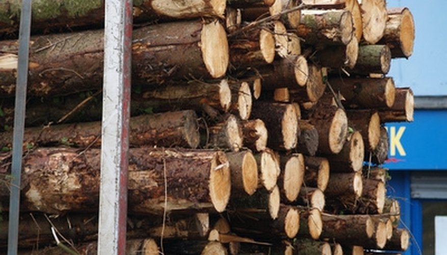 Bioengineered eucalyptus for lumber is growing in Florida. Bioengineered eucalyptus for lumber is growing in Florida.