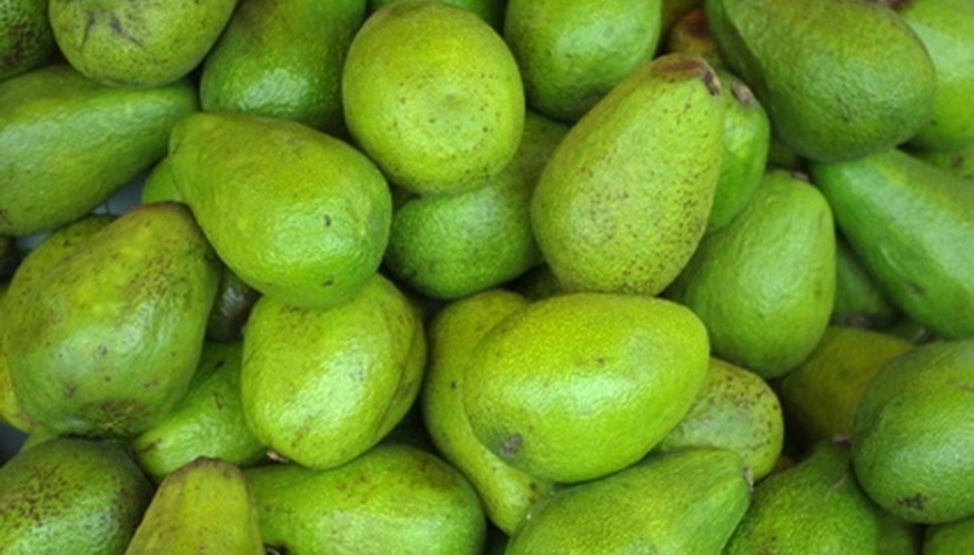 A crop of avocados derived from a healthy plant. A crop of avocados derived from a healthy plant.