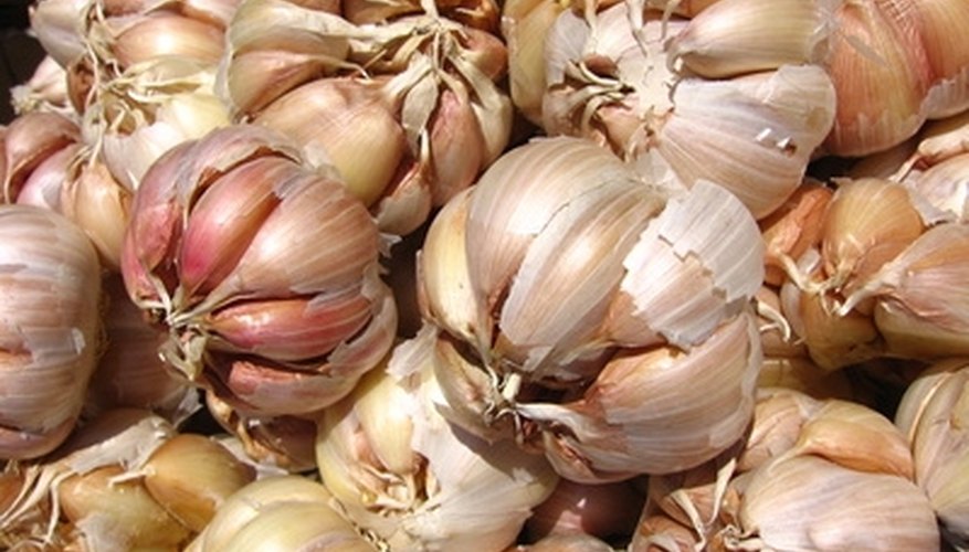 Garlic is easy to grow in a home garden. Garlic is easy to grow in a home garden.