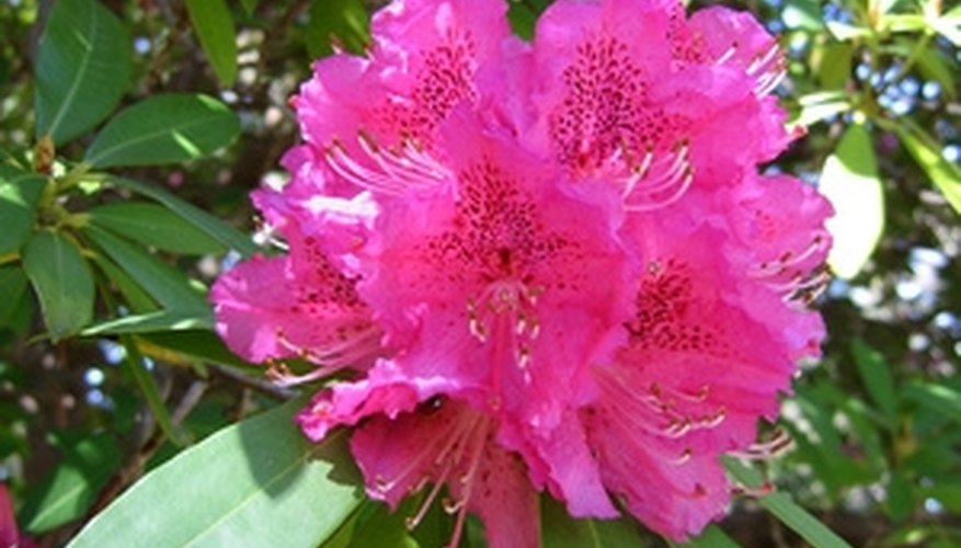 The evergreen rhododendron produces brilliant spring blossoms. The evergreen rhododendron produces brilliant spring blossoms.