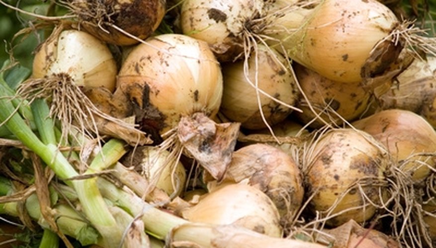 Onion Plants Garden Guides
