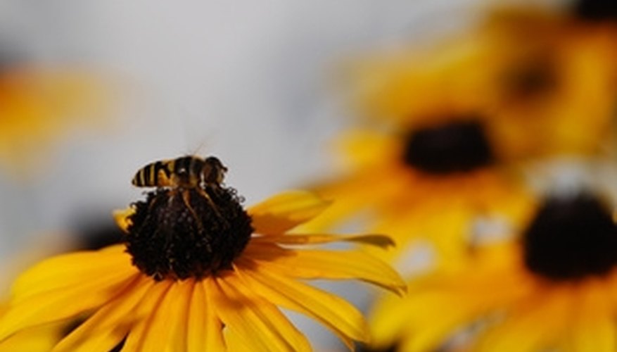 Black-eyed Susans return year after year. Black-eyed Susans return year after year.