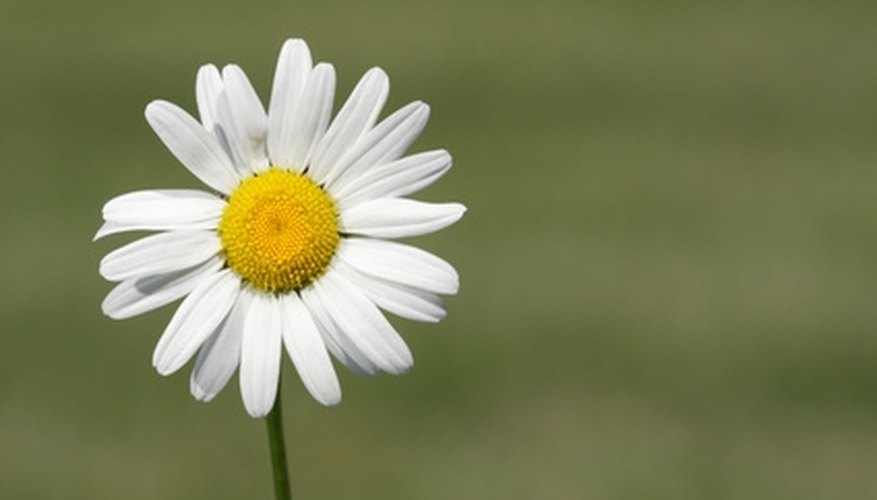 Shasta daisies are found throughout the US. Shasta daisies are found throughout the US.