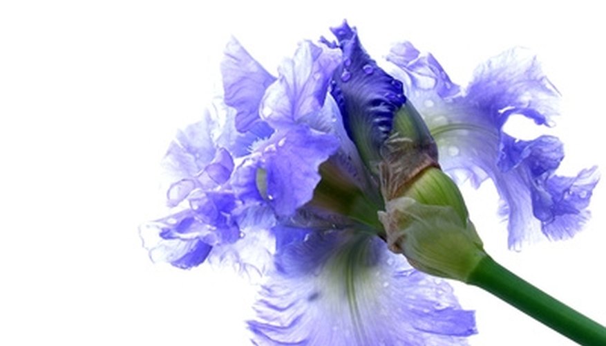 A bearded iris with purple petals. A bearded iris with purple petals.