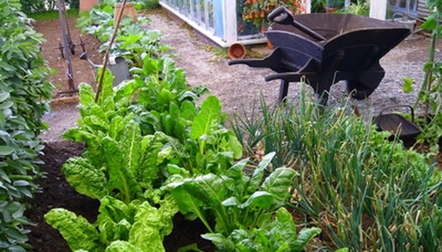 Conventional gardening spreads plants out more than square-foot gardening. Conventional gardening spreads plants out more than square-foot gardening.