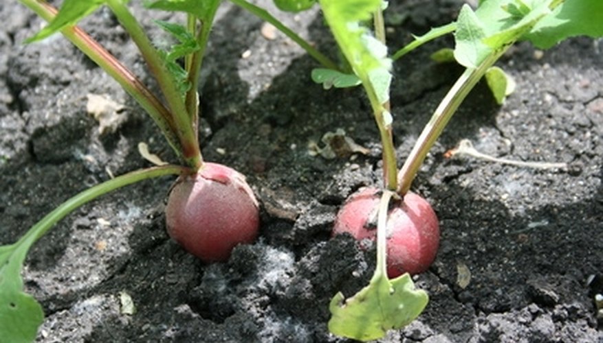 These are ready to be picked. These are ready to be picked.