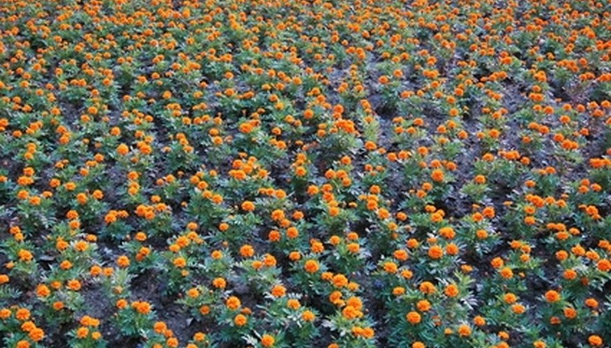 Flowers can be grown intensively, too. Flowers can be grown intensively, too.