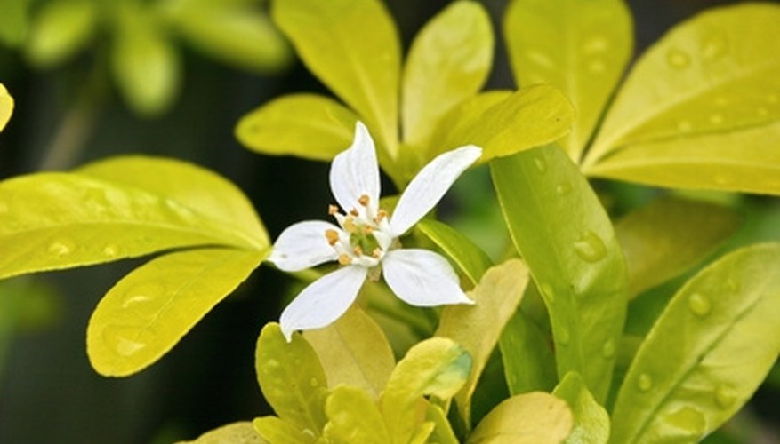 The num-num shrub is characterized by star-shaped white flowers and evergreen foliage. The num-num shrub is characterized by star-shaped white flowers and evergreen foliage.