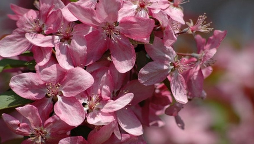 The Dombeya elegans can grow to heights of 12 feet. The Dombeya elegans can grow to heights of 12 feet.