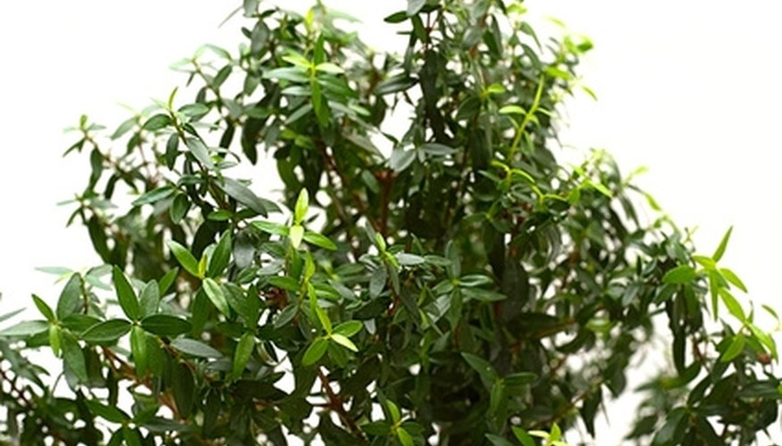 Myrsine africana has glossy green foliage and attracts birds in the landscape. Myrsine africana has glossy green foliage and attracts birds in the landscape.