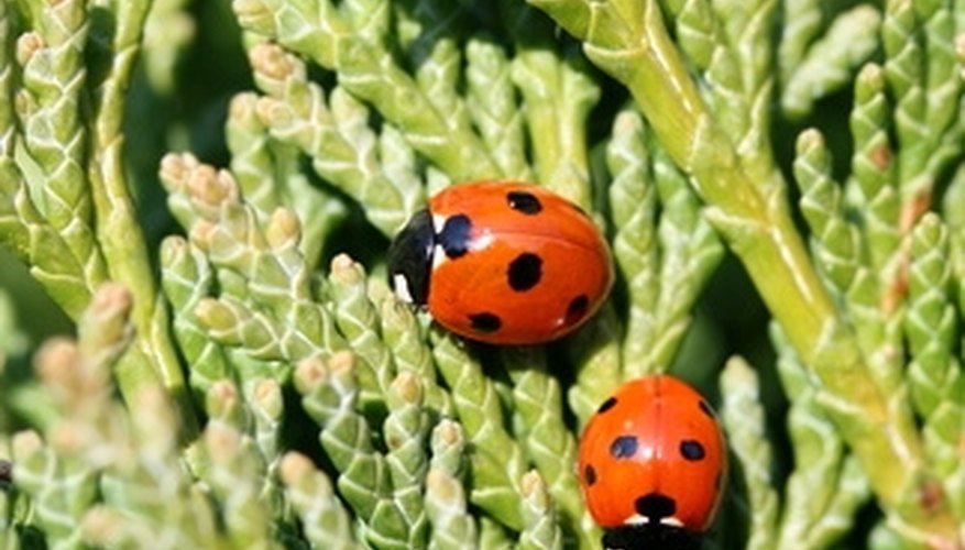 Ladybugs help protect plants by destroying aphids. Ladybugs help protect plants by destroying aphids.