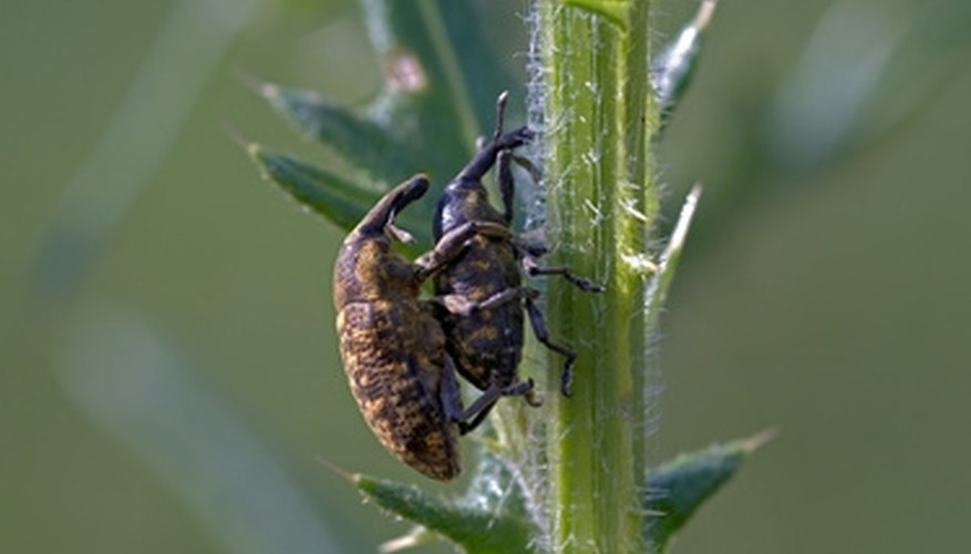There are several types of weevils, all of which are destructive to plants. There are several types of weevils, all of which are destructive to plants.