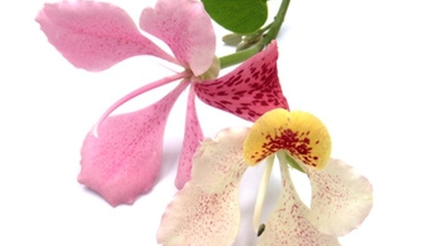 Orchid tree blossoms. Orchid tree blossoms.