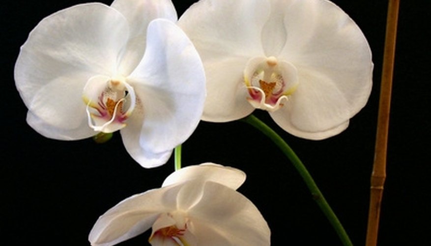 Many wild moth orchid species grow naturally across Indonesia. Many wild moth orchid species grow naturally across Indonesia.
