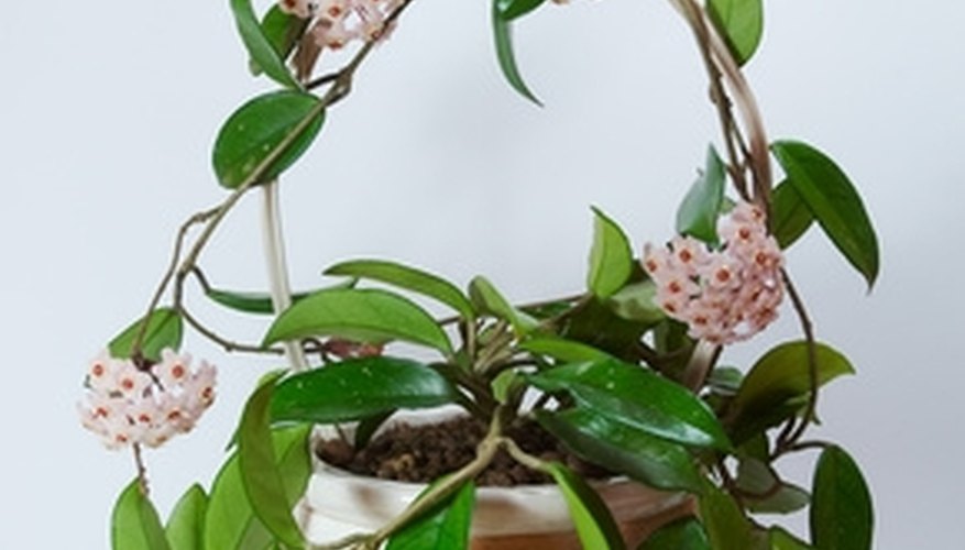 Hoya vines make good houseplants, too. Hoya vines make good houseplants, too.