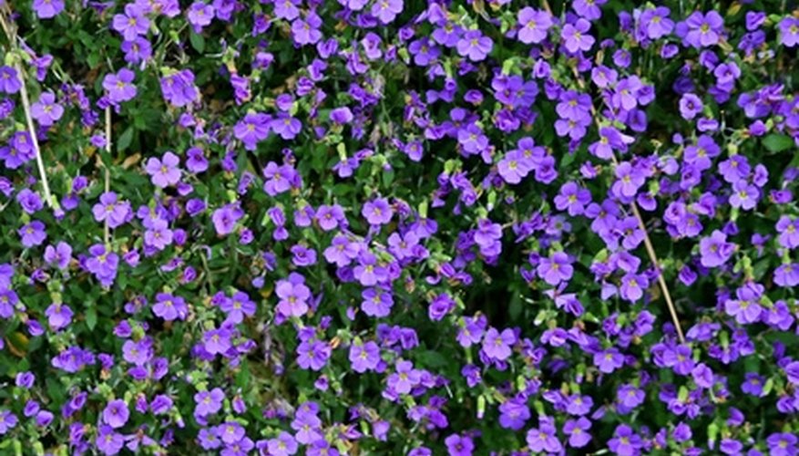 Blue Plants Garden Guides