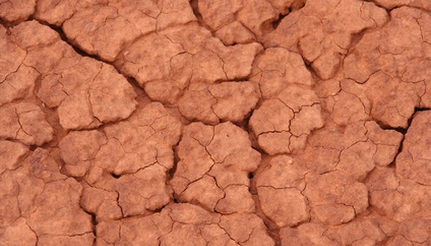 Let the soil dry out between waterings. Let the soil dry out between waterings.
