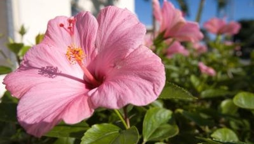 : Hibiscus Rosa-sinensis is the national flower of Malaysia. : Hibiscus Rosa-sinensis is the national flower of Malaysia.