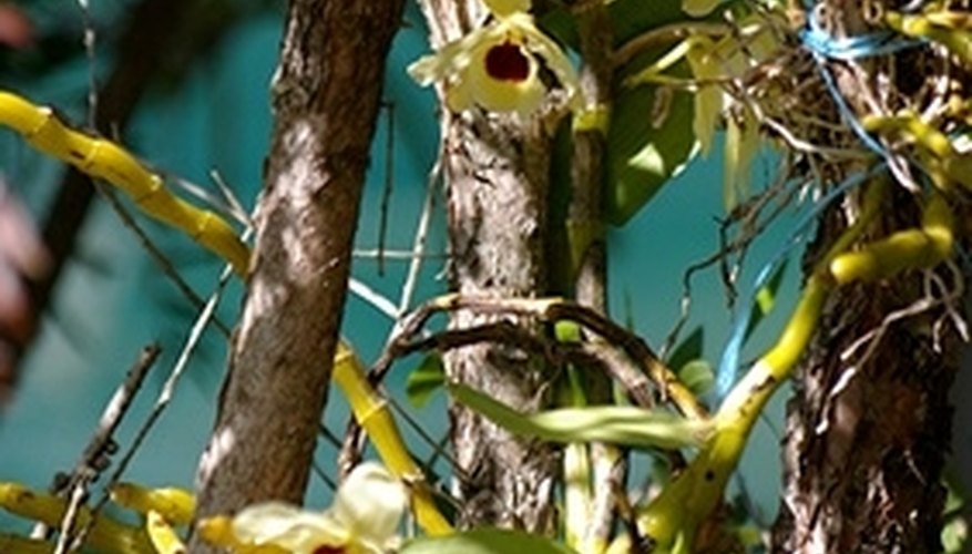Orchids in their natural habitat Orchids in their natural habitat