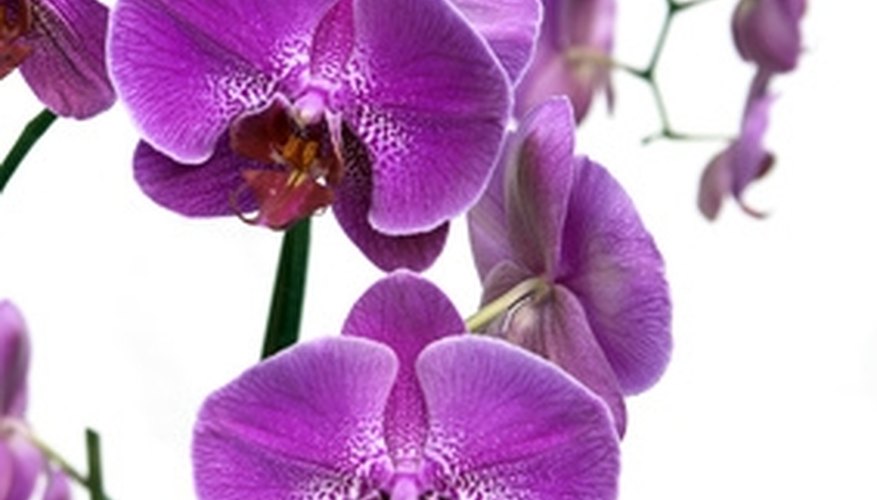 Phalaenopsis orchid in full bloom Phalaenopsis orchid in full bloom