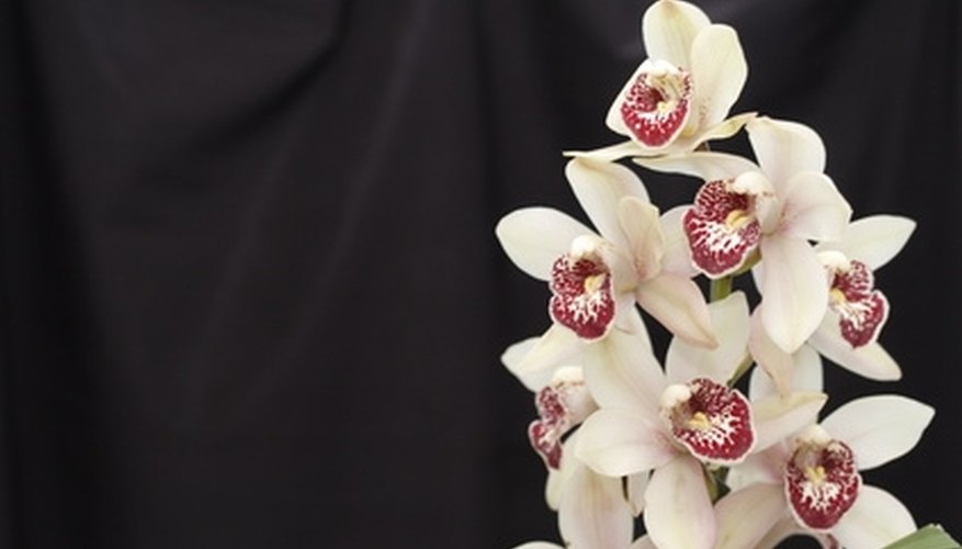 A spray of cymbidium orchid blossoms A spray of cymbidium orchid blossoms