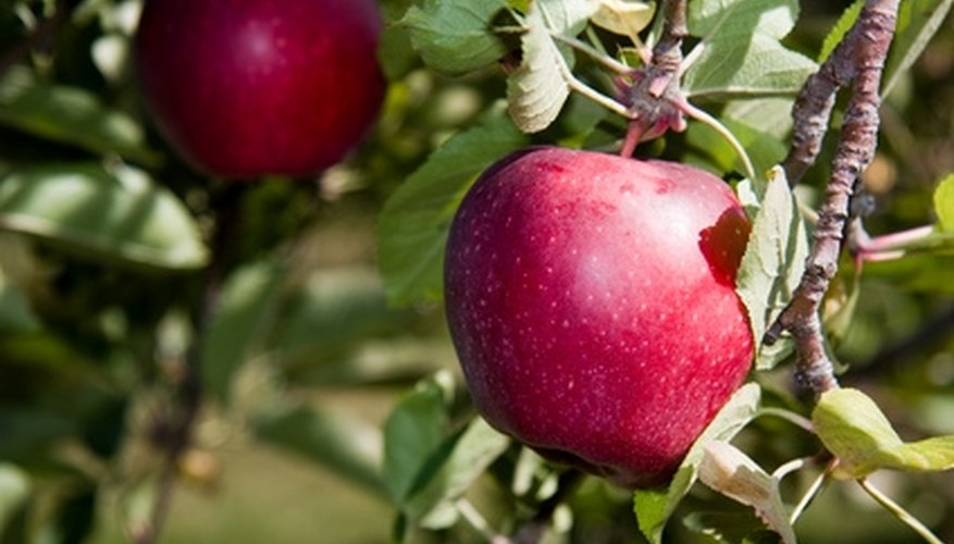 Traditionally, the fruit on the Tree of Life is described as an apple. Traditionally, the fruit on the Tree of Life is described as an apple.