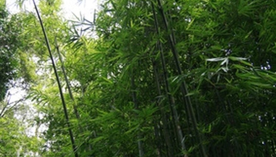Large stands of bamboo grow in many areas of the world. Large stands of bamboo grow in many areas of the world.