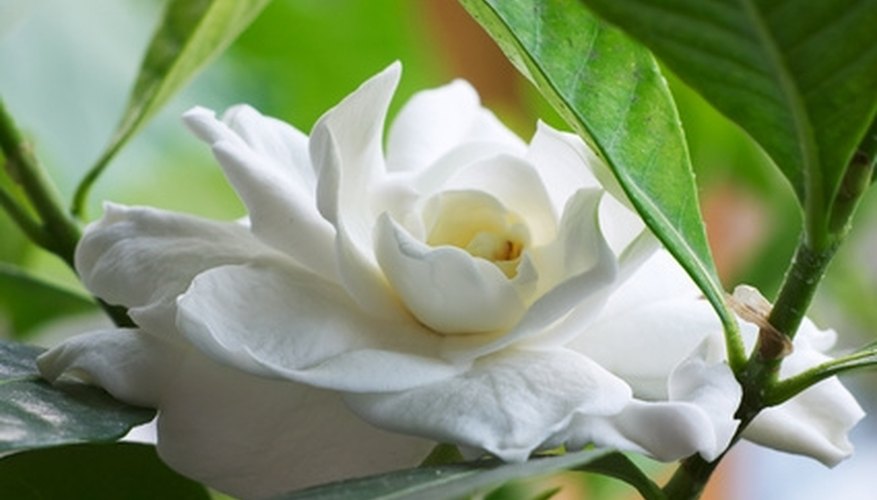 Gardenias need an inch of water per week. Gardenias need an inch of water per week.