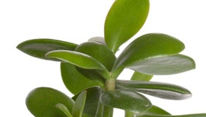 Some indoor plants benefit from a spray of foliar fertilizer. Some indoor plants benefit from a spray of foliar fertilizer.