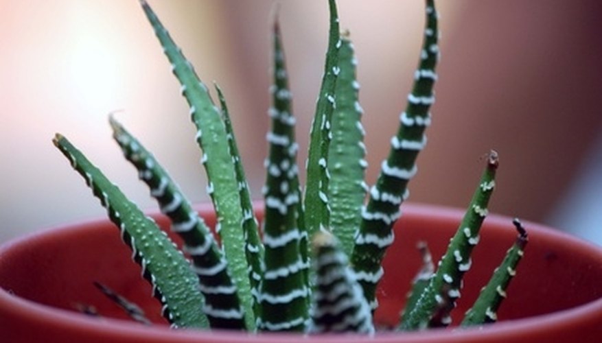 Do not fertilize indoor plants in winter if they are dormant. Do not fertilize indoor plants in winter if they are dormant.