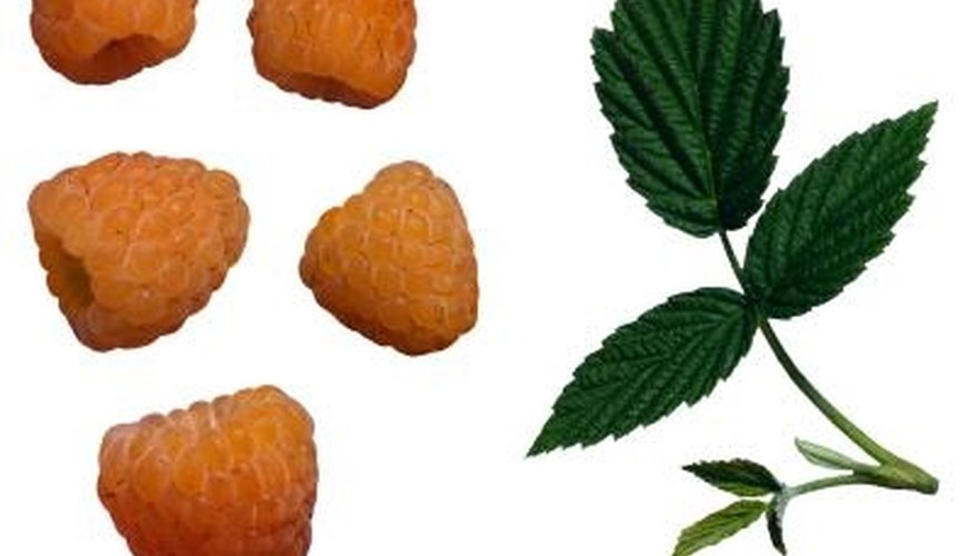 Although they are a different variety, white raspberries are often confused with golden raspberries. Although they are a different variety, white raspberries are often confused with golden raspberries.