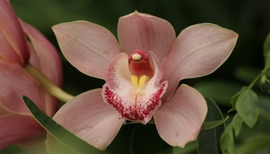 A cymbidium orchid, which is grown for cut flowers as well as enjoyed as a potted plant A cymbidium orchid, which is grown for cut flowers as well as enjoyed as a potted plant