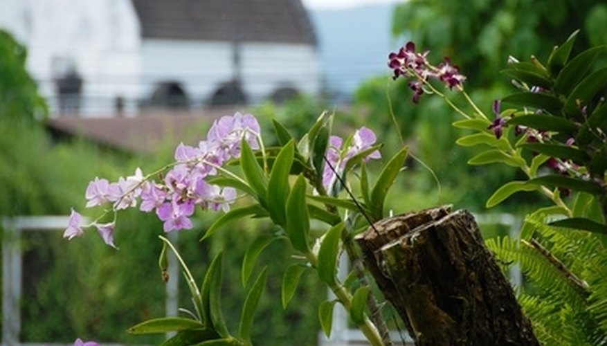 Dendrobium orchids are sun-loving plants, enjoying their spot on this window sill. Dendrobium orchids are sun-loving plants, enjoying their spot on this window sill.
