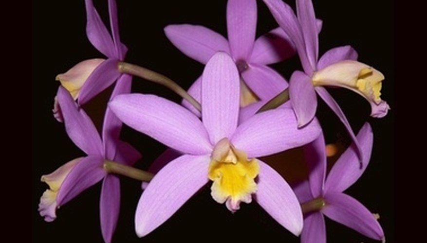 A member of the cattleya family in full, fabulous bloom A member of the cattleya family in full, fabulous bloom