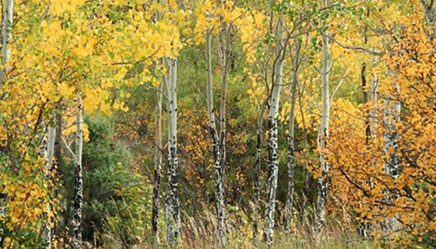 Quaking aspens grows from USDA zone 1 through zone 6. Quaking aspens grows from USDA zone 1 through zone 6.