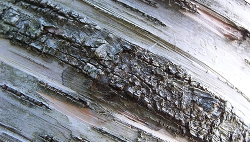 The paper birch has stunning white bark. The paper birch has stunning white bark.