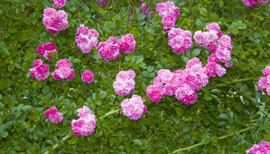 Large climbing roses need more fertilizer than shrub roses. Large climbing roses need more fertilizer than shrub roses.
