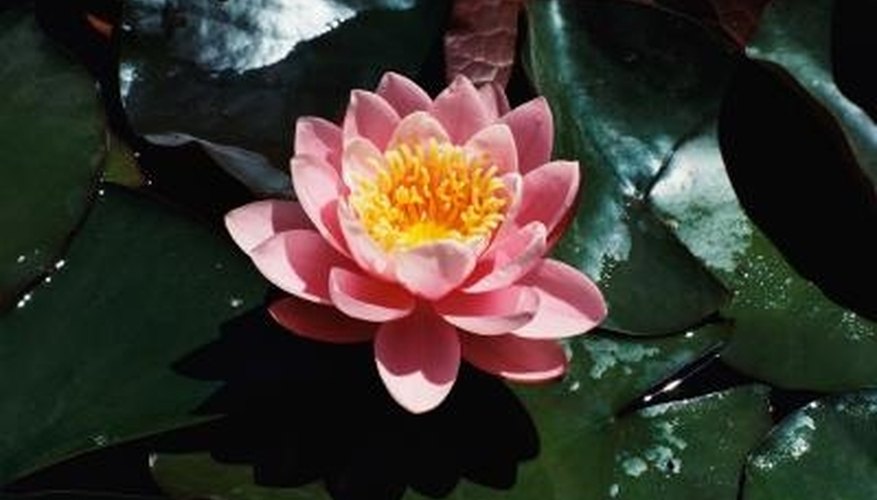 Waterlilies have beautiful flowers that float on top of the pool. Waterlilies have beautiful flowers that float on top of the pool.