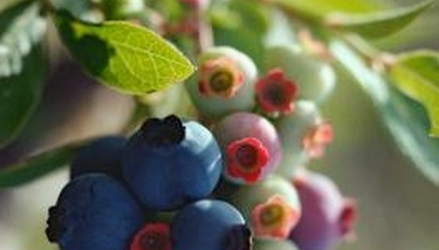 Blueberries also top the frequently damaged list. Blueberries also top the frequently damaged list.