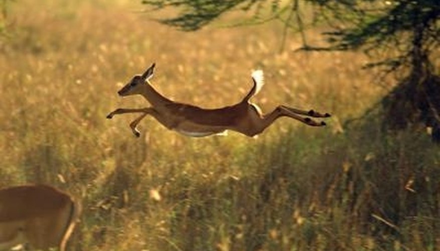 Deer are proficient jumpers. Deer are proficient jumpers.