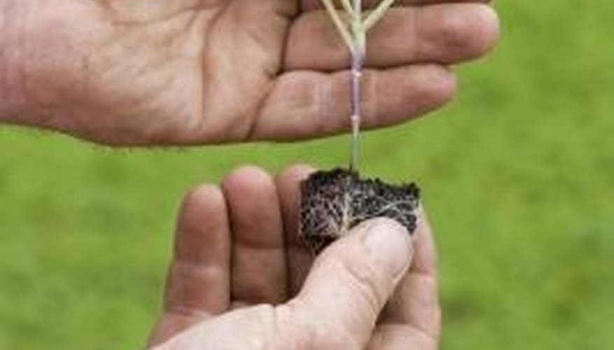 Seedlings have developed true leaves. Seedlings have developed true leaves.
