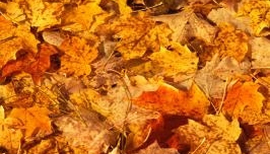 Autumn leaf piles are excellent additions to the compost pile. Autumn leaf piles are excellent additions to the compost pile.