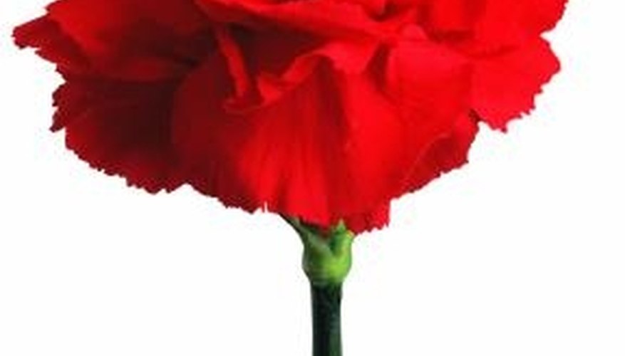 Cardinal red is a naturally occurring carnation color. Cardinal red is a naturally occurring carnation color.